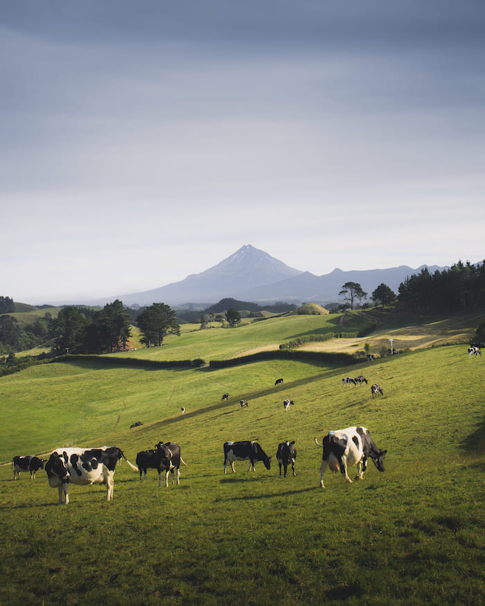 rebano-vacas-blancas-negras-prado zacapa guatemala finca la oriental(1)